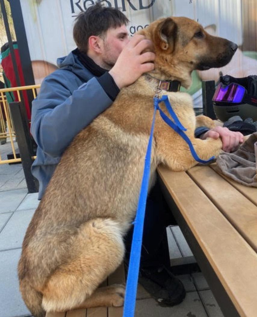 Enlarge Sandy, an adopted mixed breed in Calgary, AB image 3/5