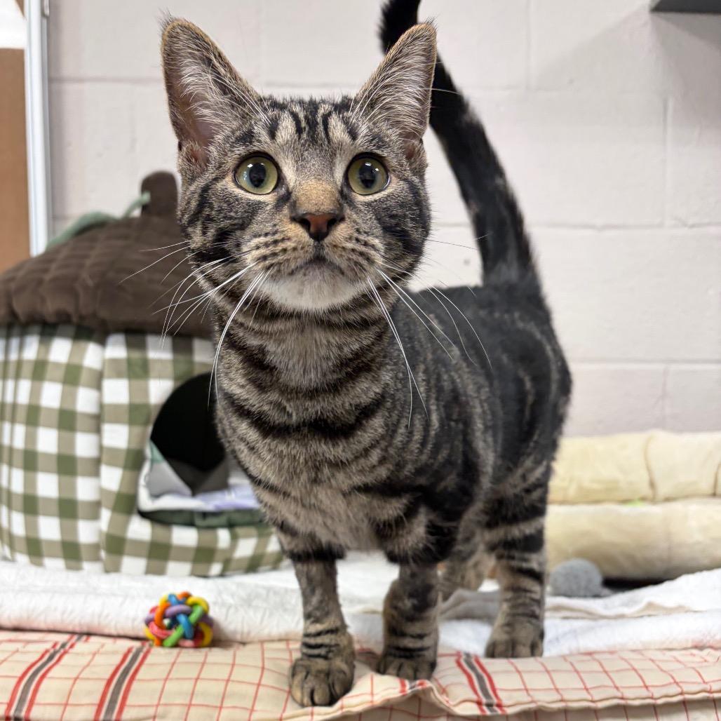 Enlarge Dylan, a Adoptable Domestic Short Hair in Hopkinton, MA image 1/3