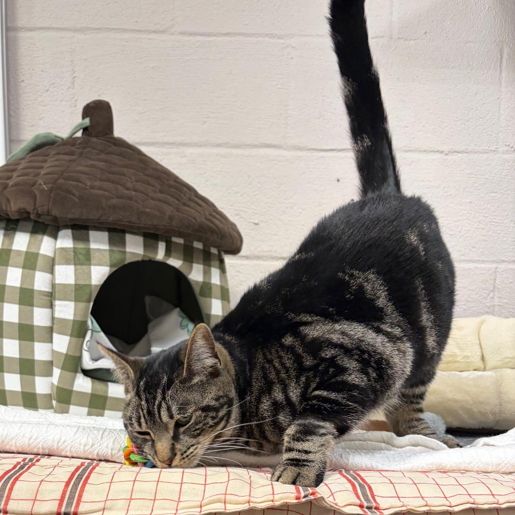 Enlarge Dylan, a Adoptable Domestic Short Hair in Hopkinton, MA image 2/3