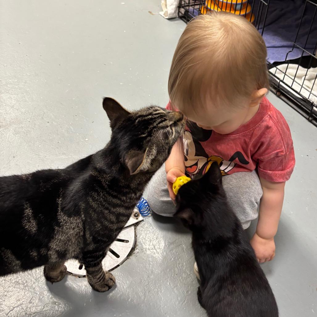 Enlarge Dylan, a Adoptable Domestic Short Hair in Hopkinton, MA image 3/3