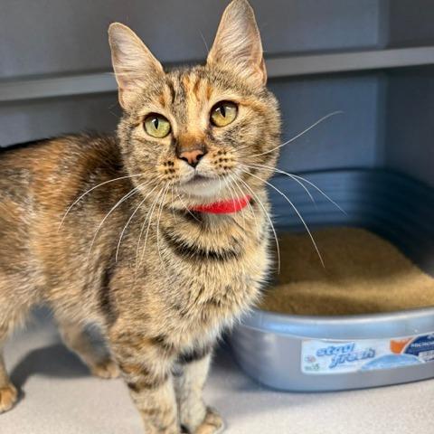 Enlarge Yowla, a Adoptable Domestic Short Hair in Washougal, WA image 1/2