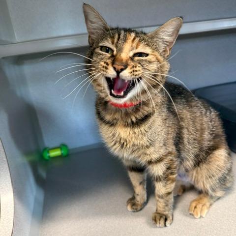 Enlarge Yowla, a Adoptable Domestic Short Hair in Washougal, WA image 2/2