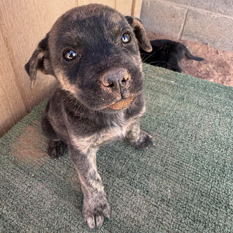 Patch, Adoptable, Puppy Female Shepherd.