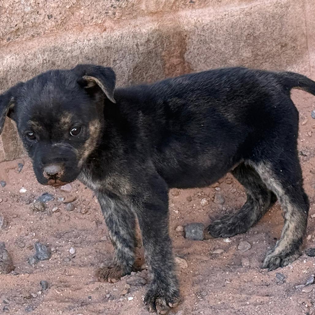 Enlarge Patch, a Adoptable Shepherd in Tuba City, AZ image 3/6