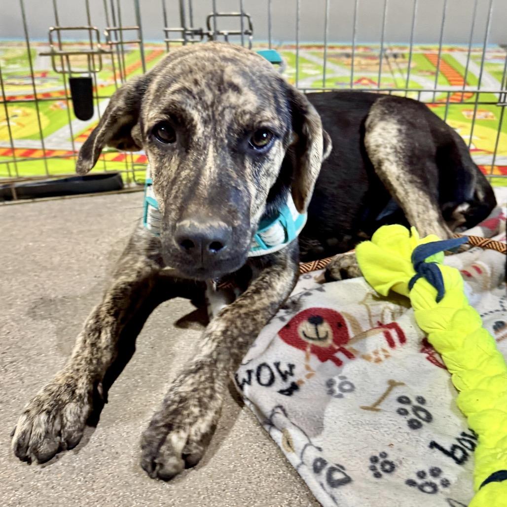 Enlarge Patch, a Adoptable Shepherd in Tuba City, AZ image 5/6