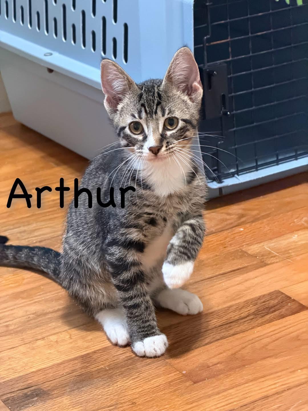Arthur, ADOPTABLE, Young Male Domestic Short Hair.