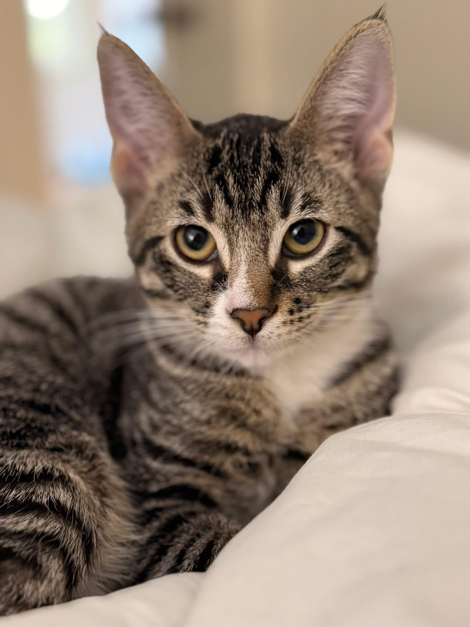 Enlarge Arthur, a ADOPTABLE Domestic Short Hair in Manhattan, KS image 5/5
