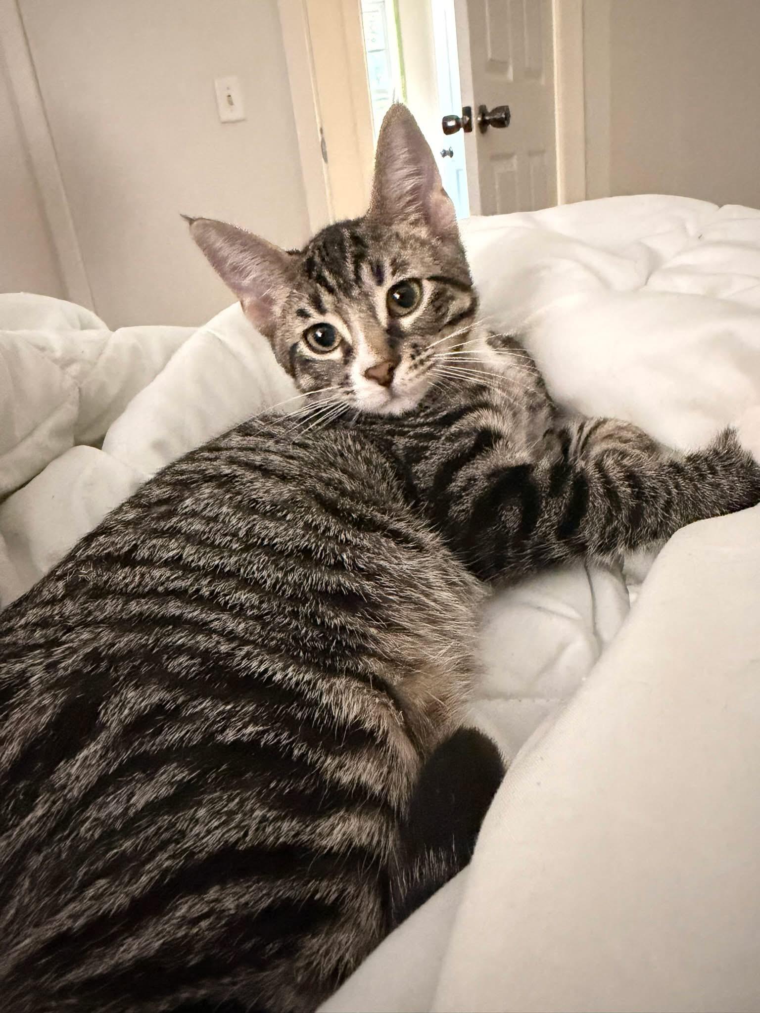 Enlarge Arthur, a ADOPTABLE Domestic Short Hair in Manhattan, KS image 2/5