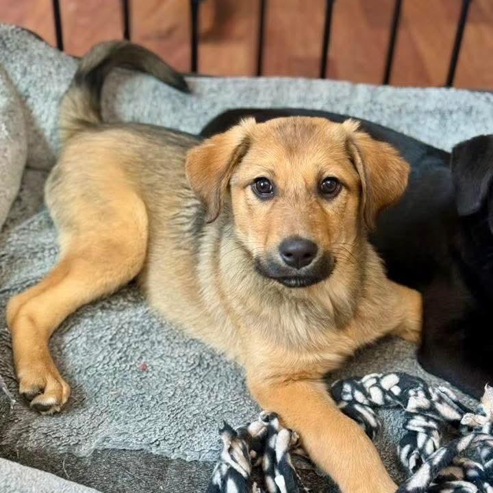 Felicity , an adopted mixed breed in East Peoria, IL image 2/3