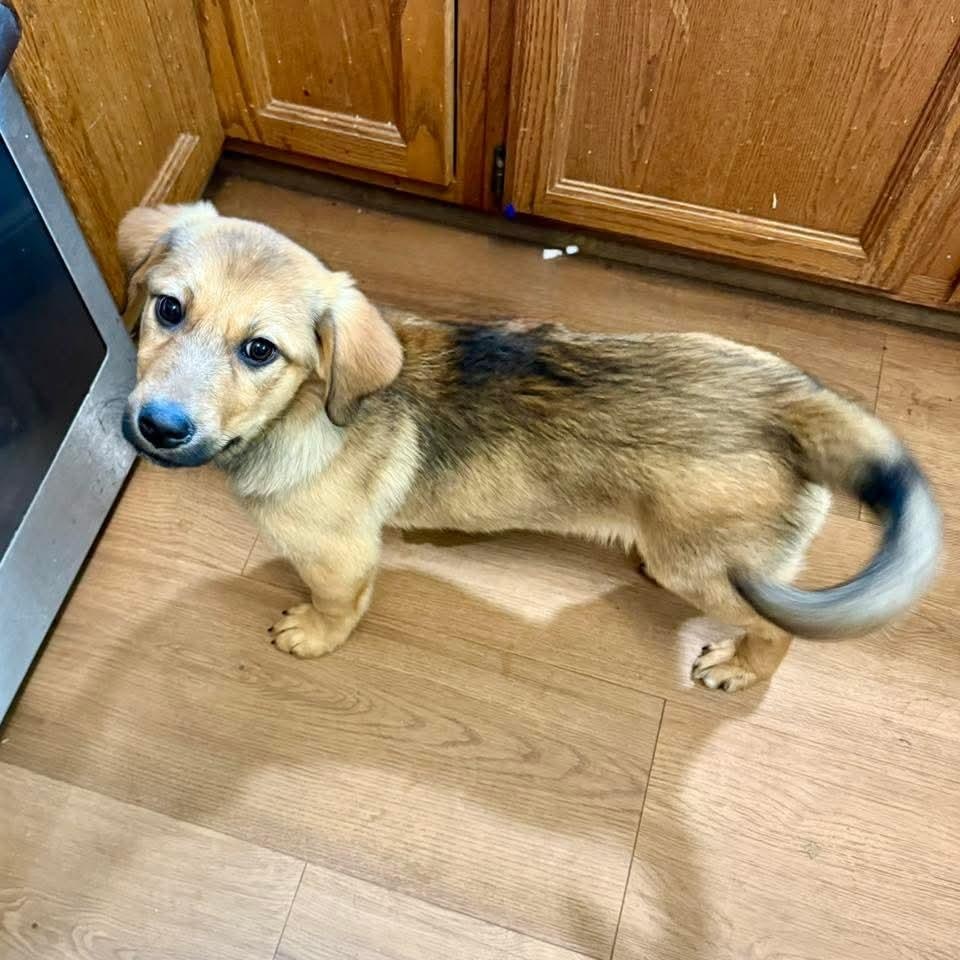 Felicity , an adopted mixed breed in East Peoria, IL image 3/3