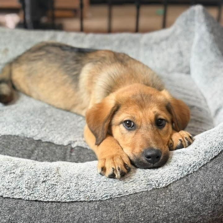 Felicity , an adopted mixed breed in East Peoria, IL image 1/3