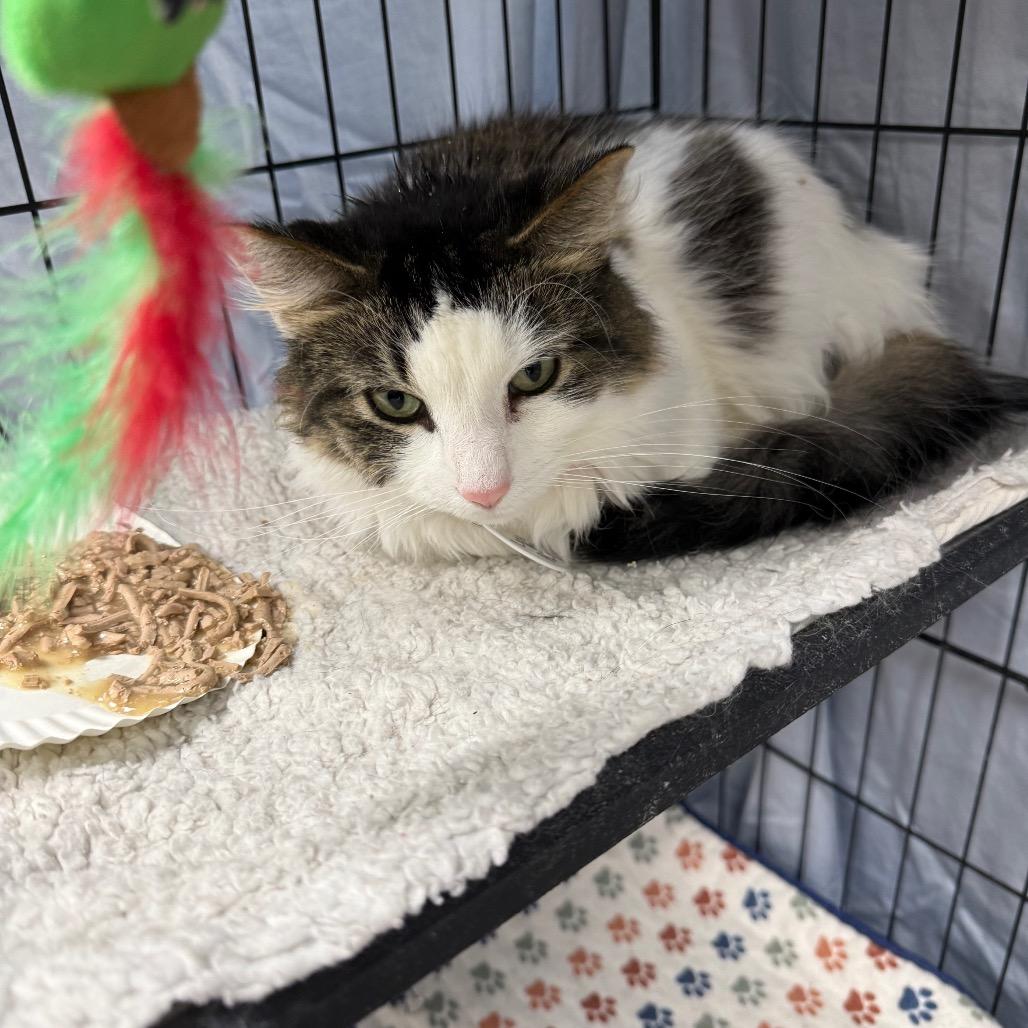 Enlarge Luna Bean, a Adoptable Domestic Medium Hair in Normal, IL image 1/1