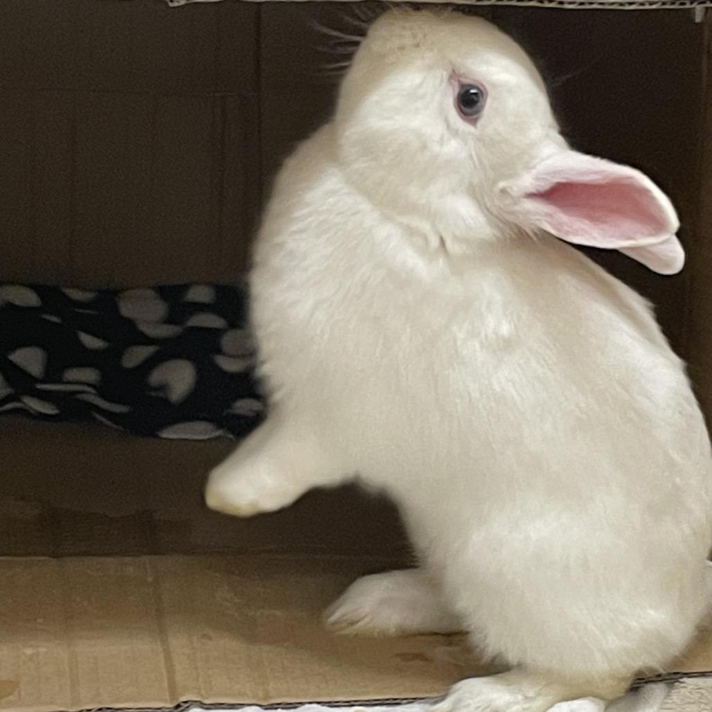 Juandissimo-In Foster, Adoptable, Baby Male American.