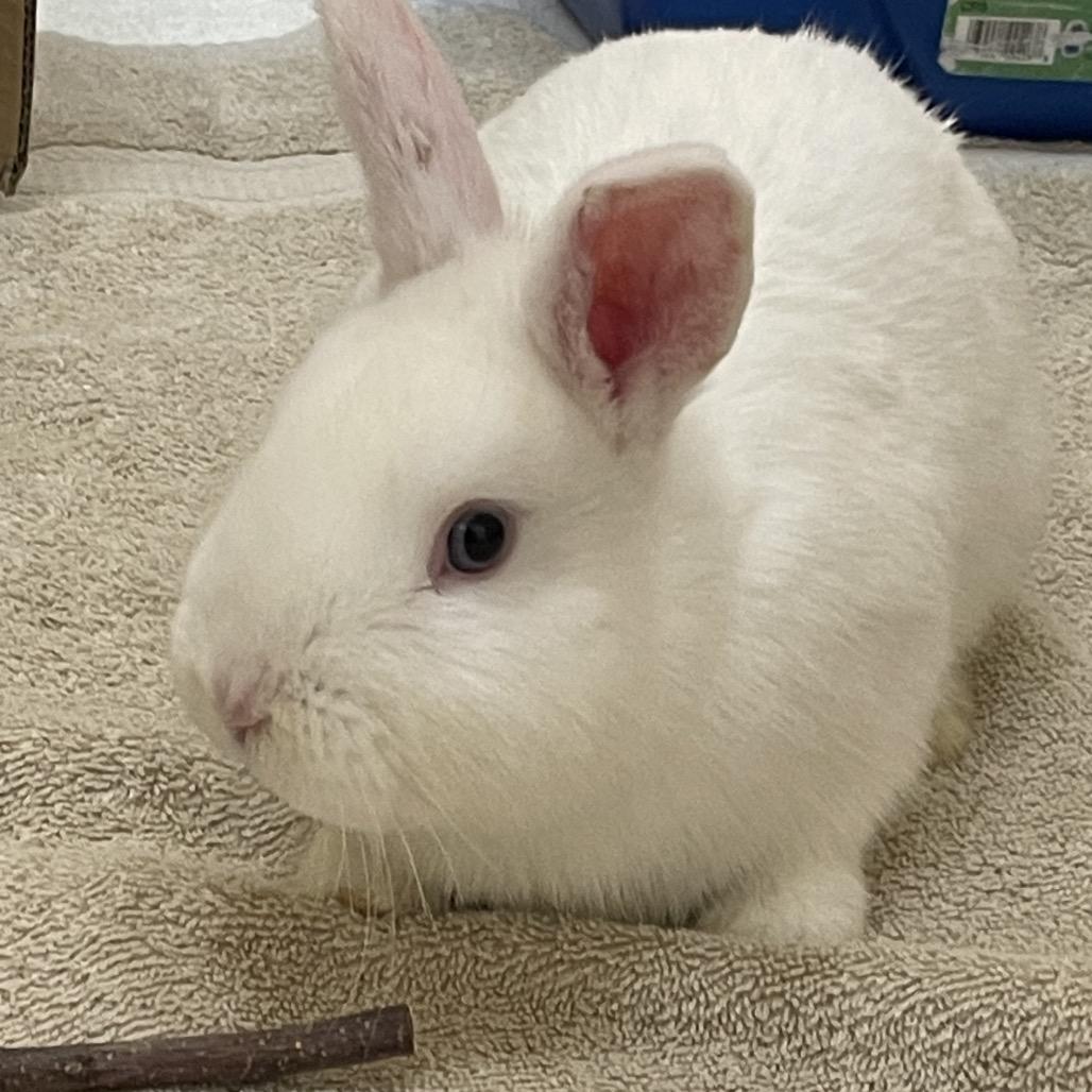 Enlarge Juandissimo-In Foster, a Adoptable American in Springfield, MA image 2/6