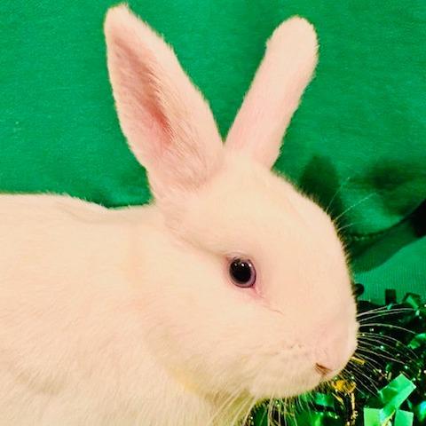 Juandissimo-in foster 50%off, a Adoptable American in Springfield, MA image 4/6