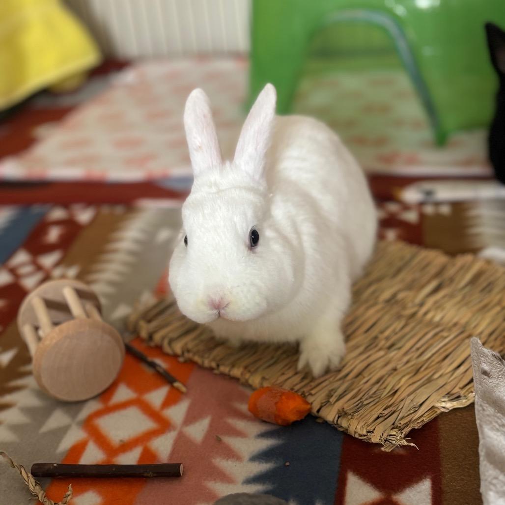 Enlarge Juandissimo-In Foster, a Adoptable American in Springfield, MA image 3/6