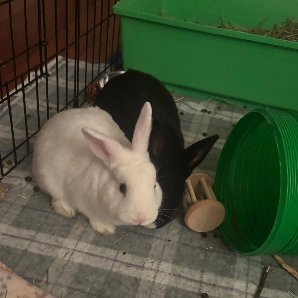 Enlarge Juandissimo-In Foster, a Adoptable American in Springfield, MA image 4/6