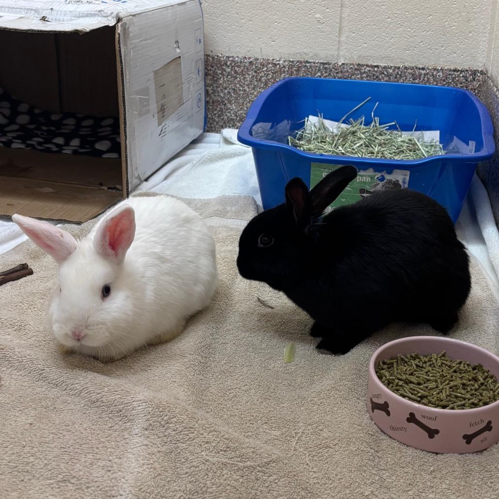 Enlarge Juandissimo-In Foster, a Adoptable American in Springfield, MA image 5/6