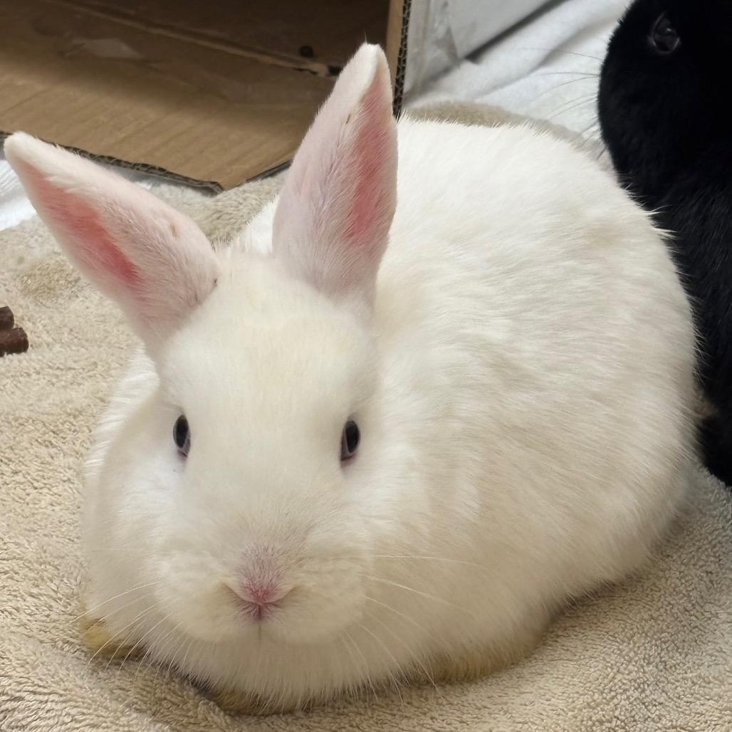 Enlarge Juandissimo-In Foster, a Adoptable American in Springfield, MA image 6/6