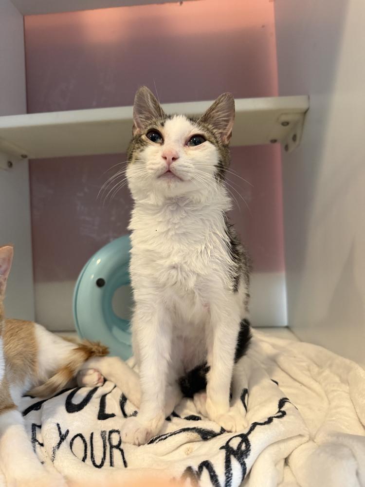 Bobo, Adoptable, Kitten Male Domestic Short Hair.