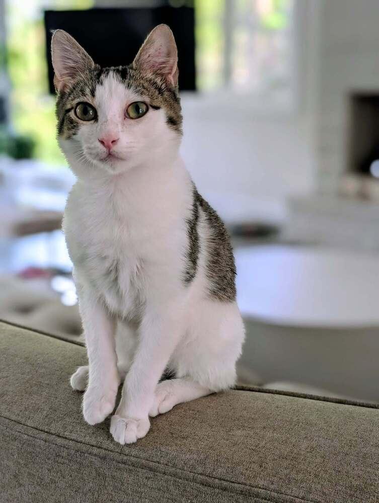 Enlarge Bobo, a Adoptable Domestic Short Hair in Wheaton, IL image 2/2