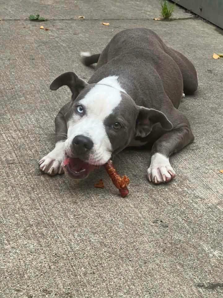 Enlarge Essie, a Adoptable Pit Bull Terrier in Chicago, IL image 3/5