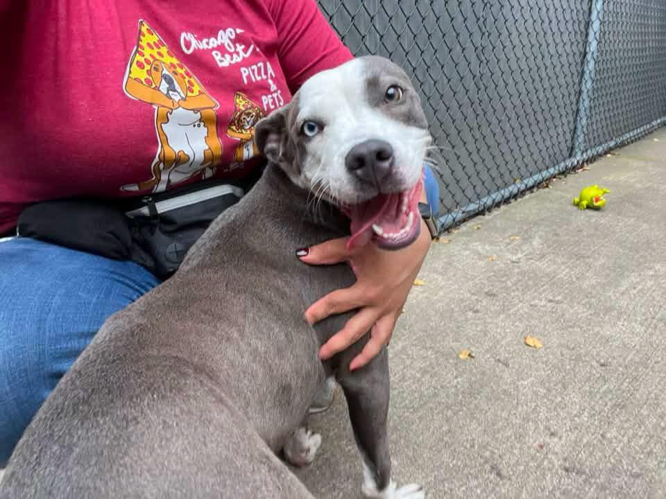 Enlarge Essie, a Adoptable Pit Bull Terrier in Chicago, IL image 2/5