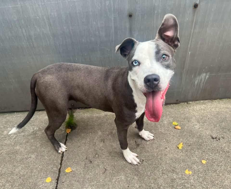 Enlarge Essie, a Adoptable Pit Bull Terrier in Chicago, IL image 4/5