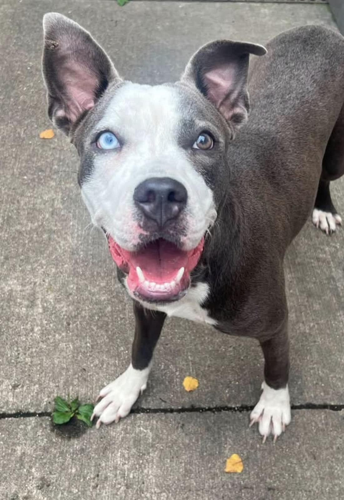 Enlarge Essie, a Adoptable Pit Bull Terrier in Chicago, IL image 1/5