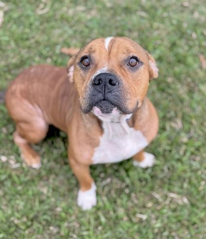 Enlarge Hulk Hogan, a Adoptable mixed breed in Gray, LA image 1/2