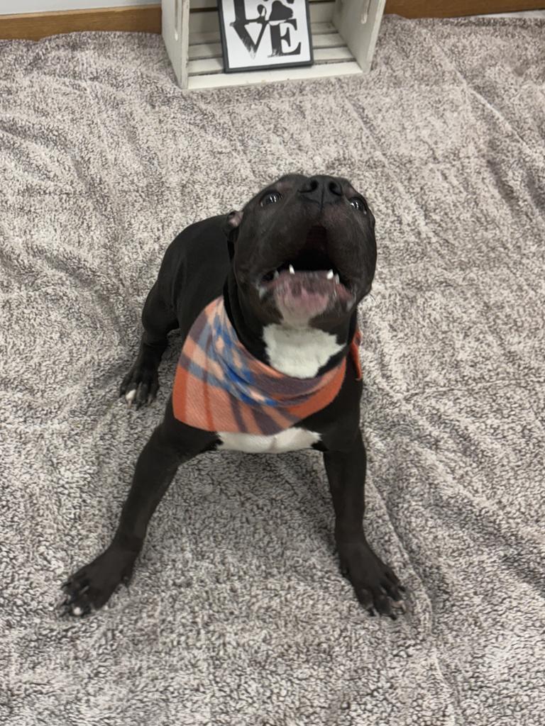 Enlarge Gossamer Veil, a Adoptable mixed breed in Detroit, MI image 1/6