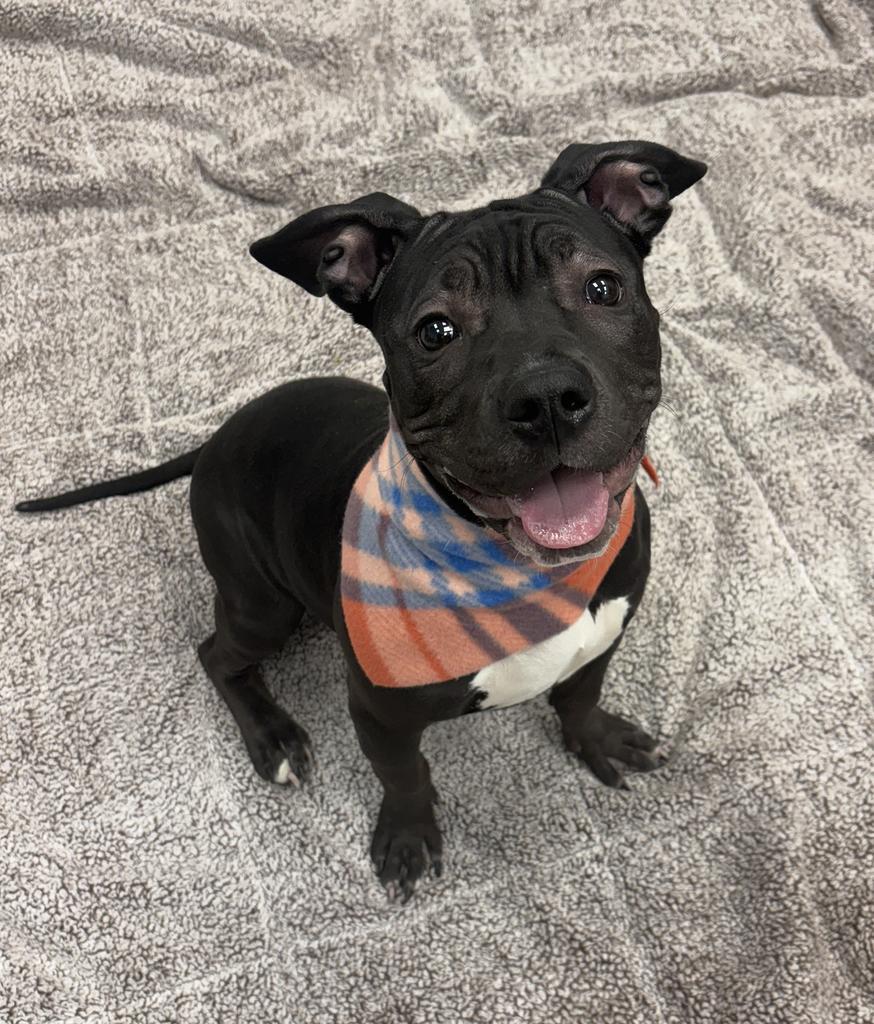 Enlarge Gossamer Veil, a Adoptable mixed breed in Detroit, MI image 2/6