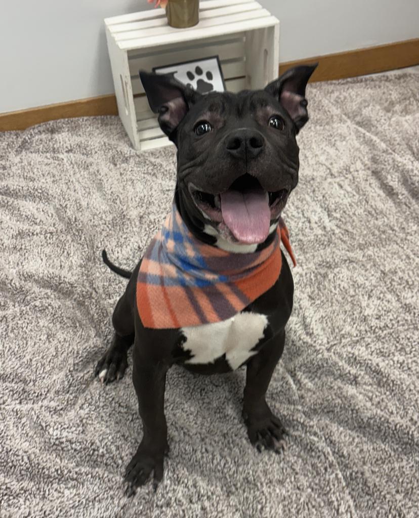 Enlarge Gossamer Veil, a Adoptable mixed breed in Detroit, MI image 3/6