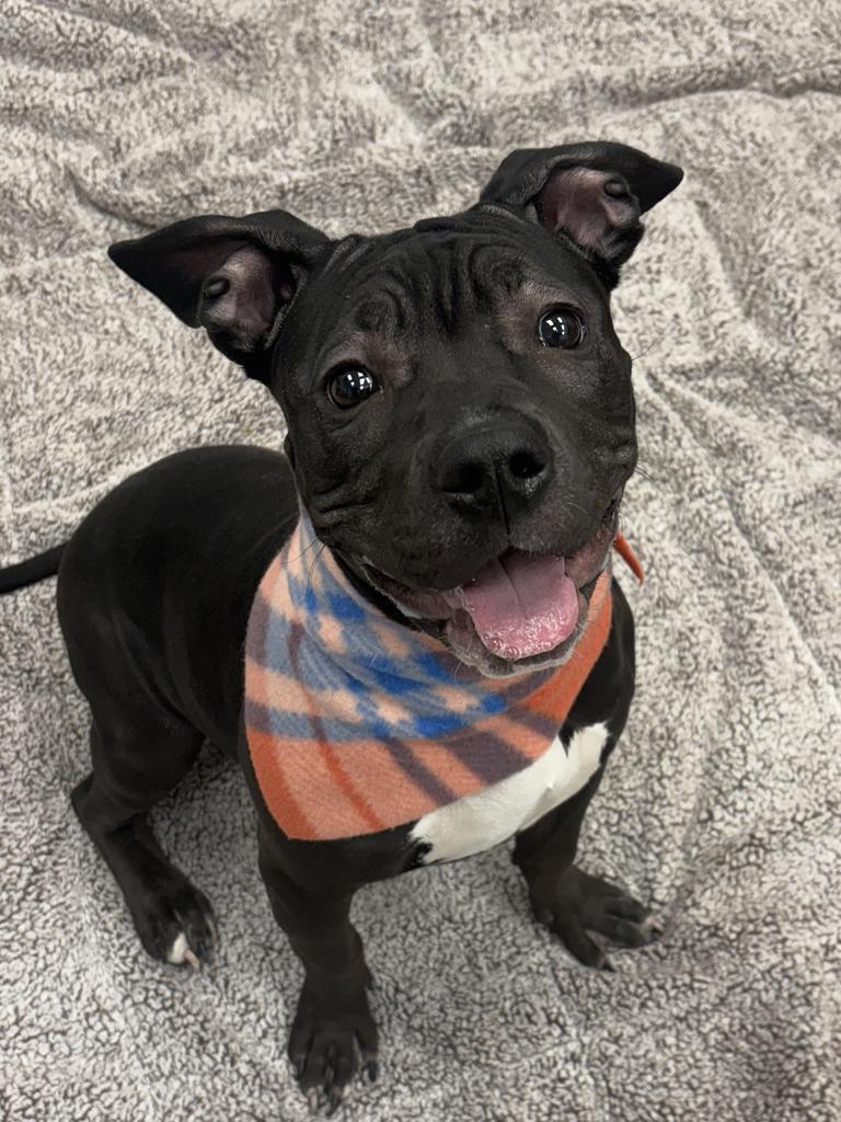 Enlarge Gossamer Veil, a Adoptable mixed breed in Detroit, MI image 5/6