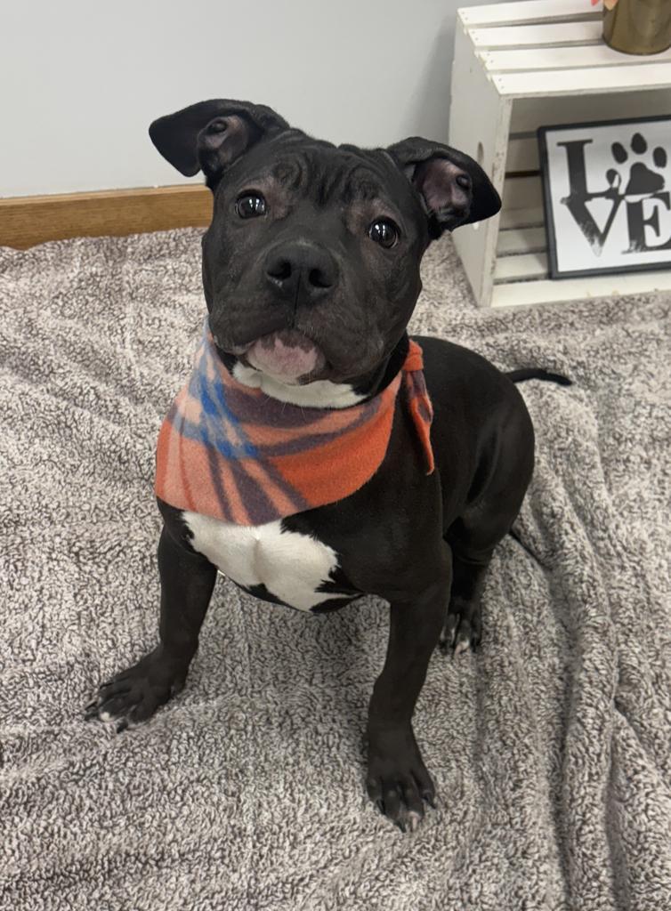 Enlarge Gossamer Veil, a Adoptable mixed breed in Detroit, MI image 6/6