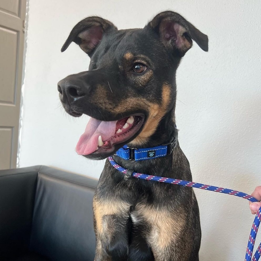 Enlarge Easton, a Adoptable Mixed Breed in Grand Forks, ND image 6/6