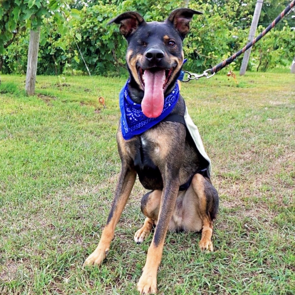 Easton, Adoptable, Adult Male Mixed Breed.