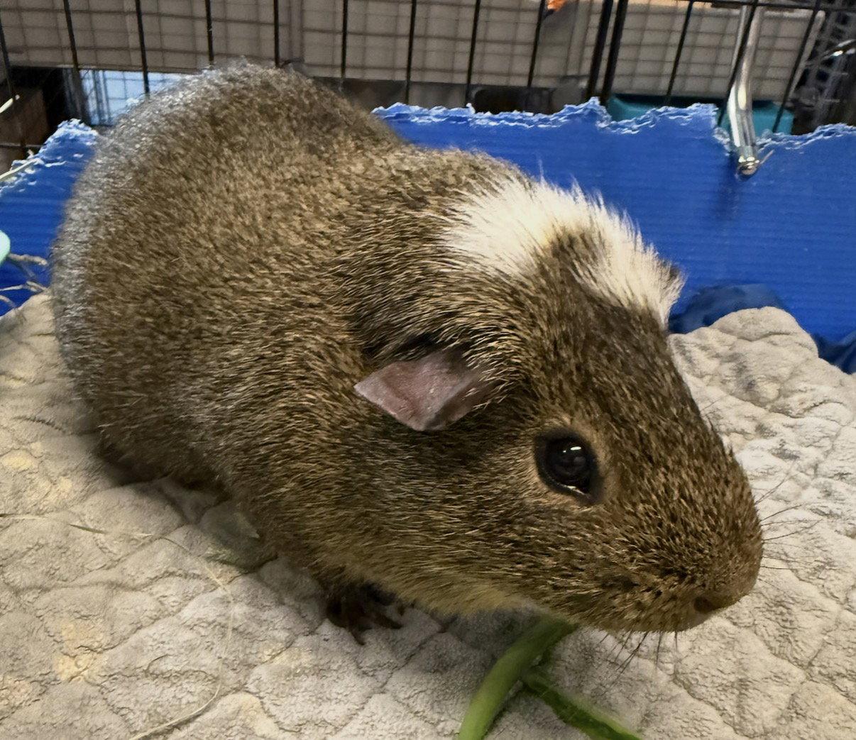 Enlarge Chewy, a Adopted Guinea Pig in Hockessin, DE image 1/3