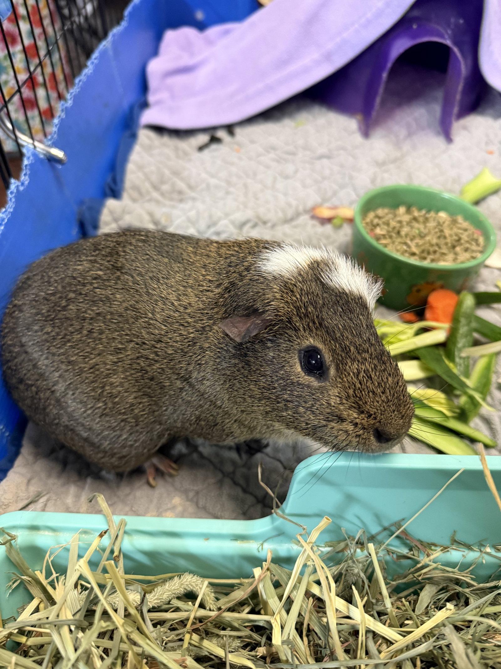 Enlarge Chewy, a Adopted Guinea Pig in Hockessin, DE image 2/3