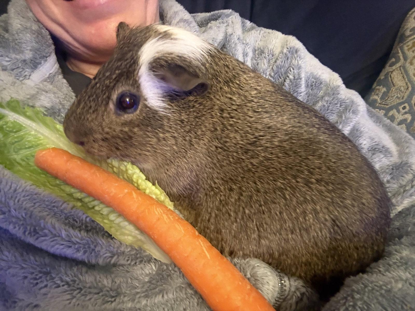 Enlarge Chewy, a Adopted Guinea Pig in Hockessin, DE image 3/3