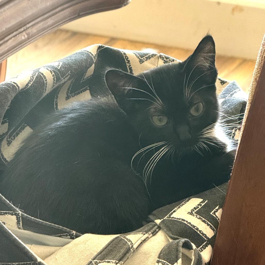 Fiona, Adoptable, Young Female Domestic Short Hair.