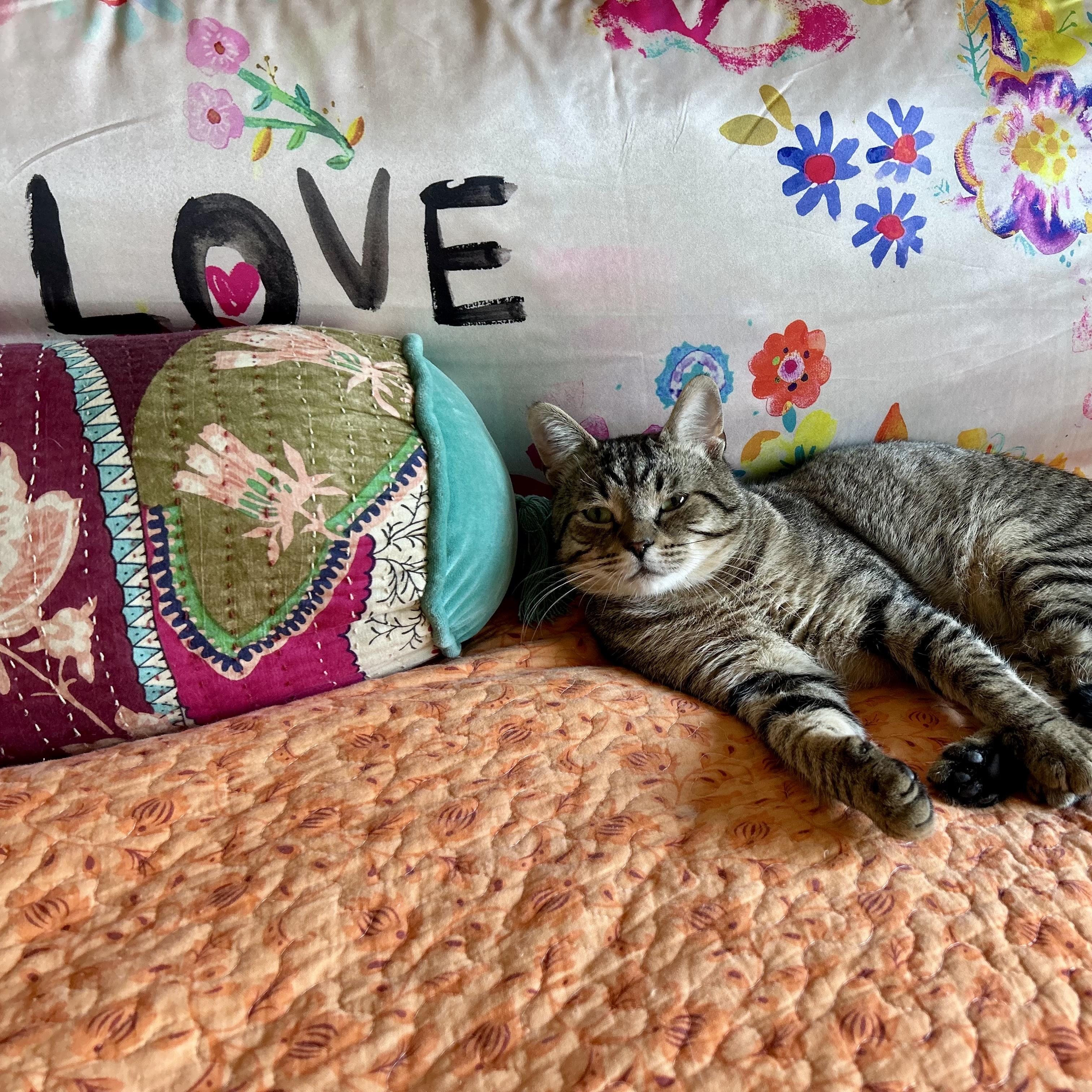 Enlarge Alfie, a ADOPTABLE Domestic Short Hair in Norwalk, CT image 3/6