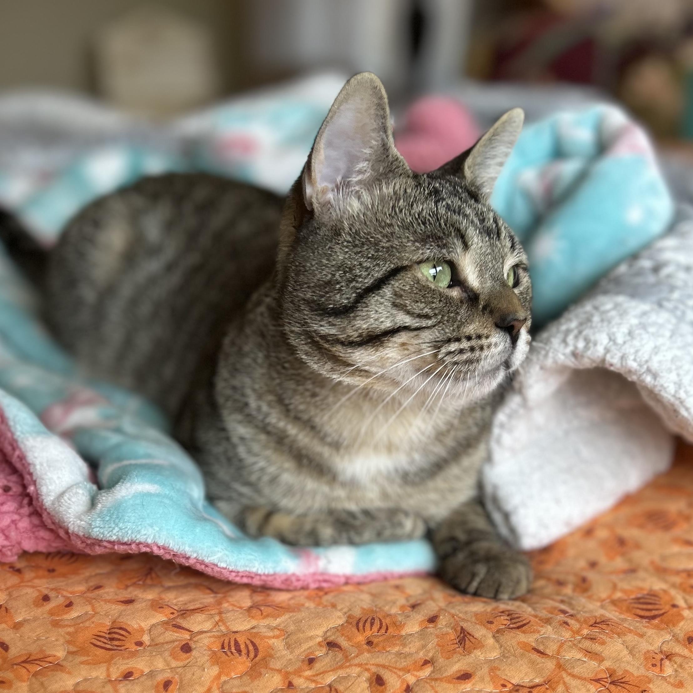 Enlarge Alfie, a ADOPTABLE Domestic Short Hair in Norwalk, CT image 2/6