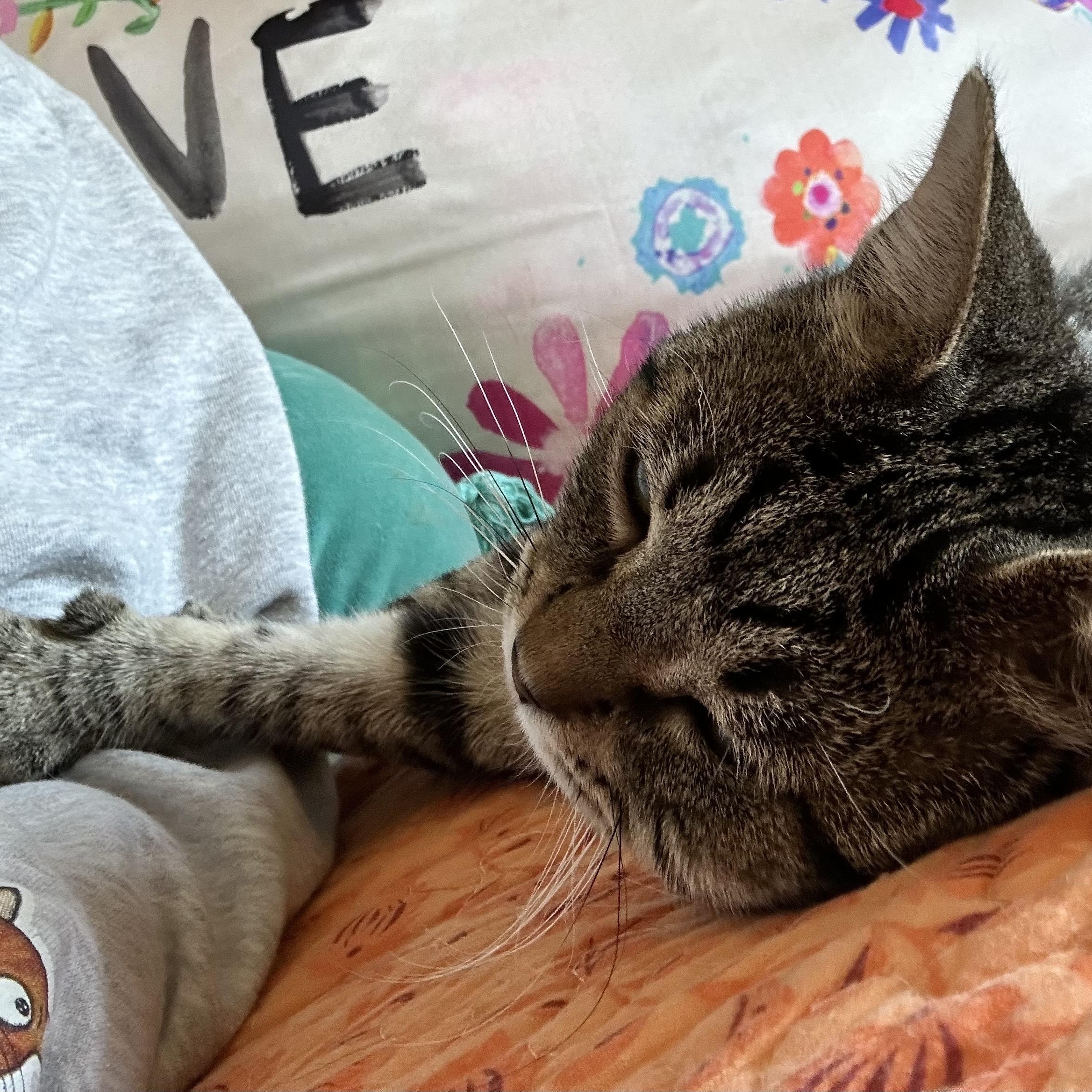 Enlarge Alfie, a ADOPTABLE Domestic Short Hair in Norwalk, CT image 4/6