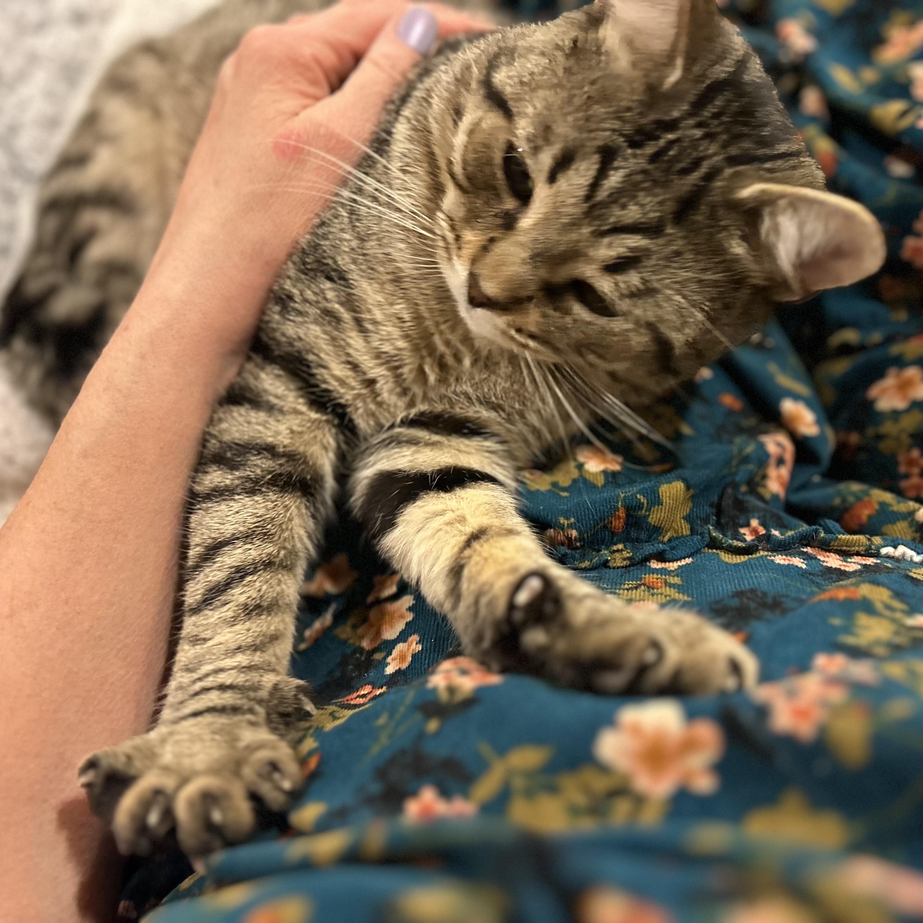 Enlarge Alfie, a ADOPTABLE Domestic Short Hair in Norwalk, CT image 5/6