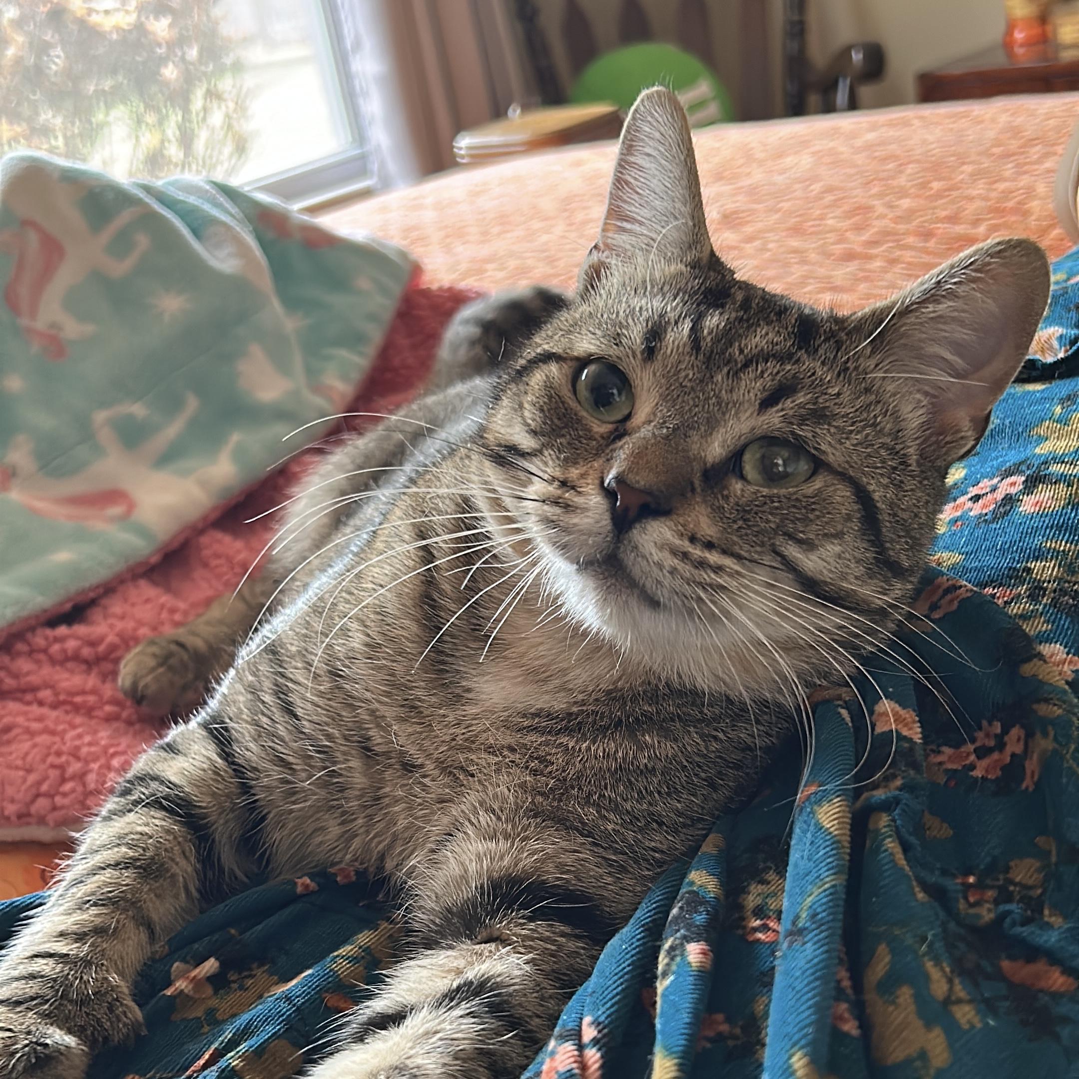 Enlarge Alfie, a ADOPTABLE Domestic Short Hair in Norwalk, CT image 6/6