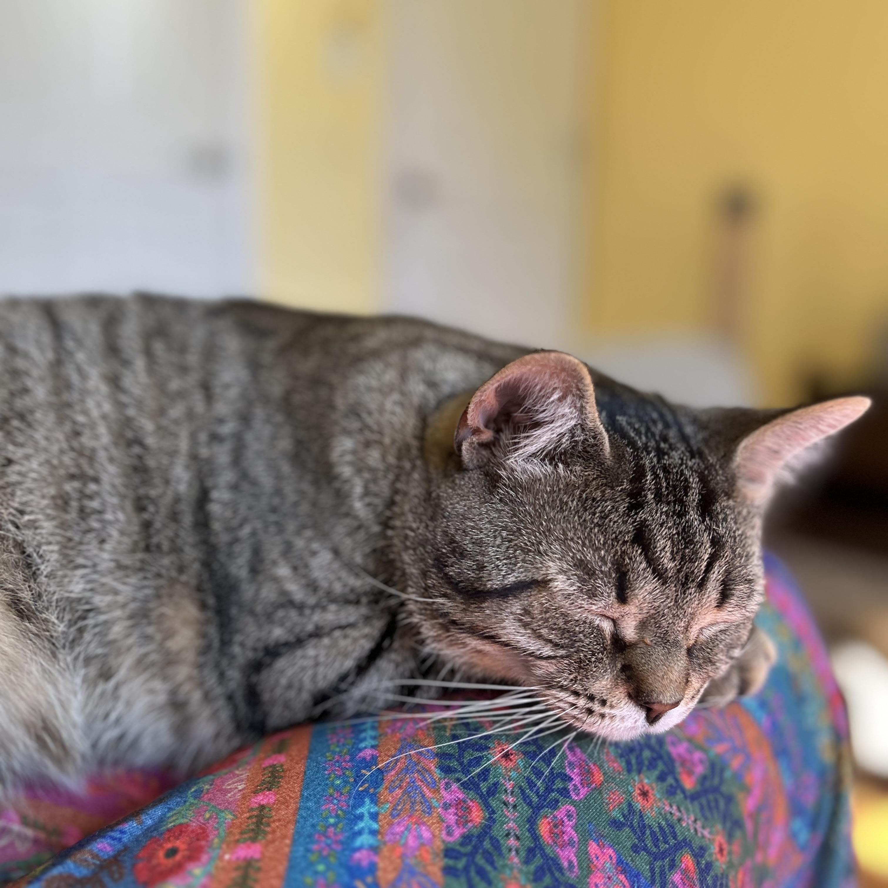 Alfie, a ADOPTABLE Domestic Short Hair in Norwalk, CT image 5/6