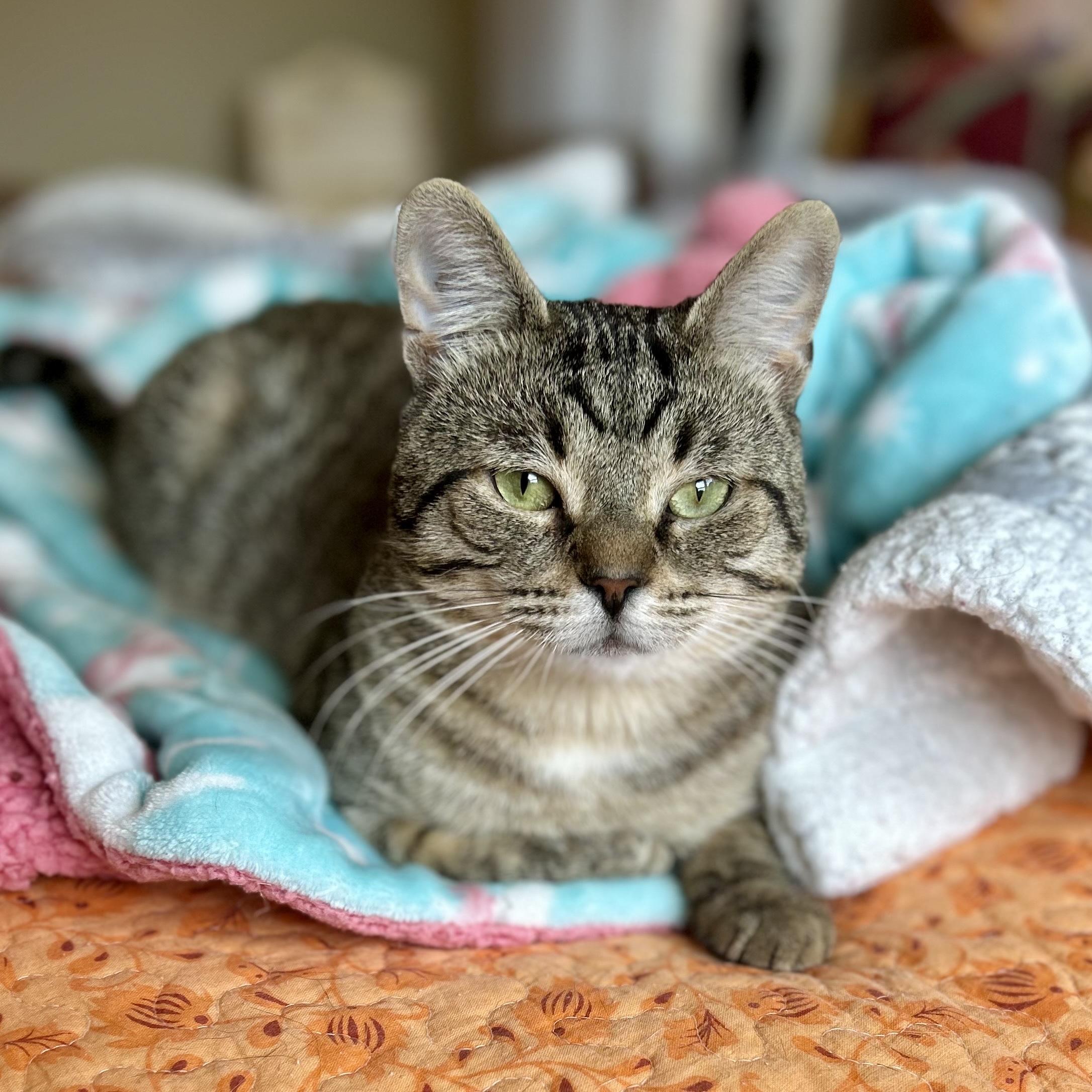 Alfie, ADOPTABLE, Adult Male Domestic Short Hair.