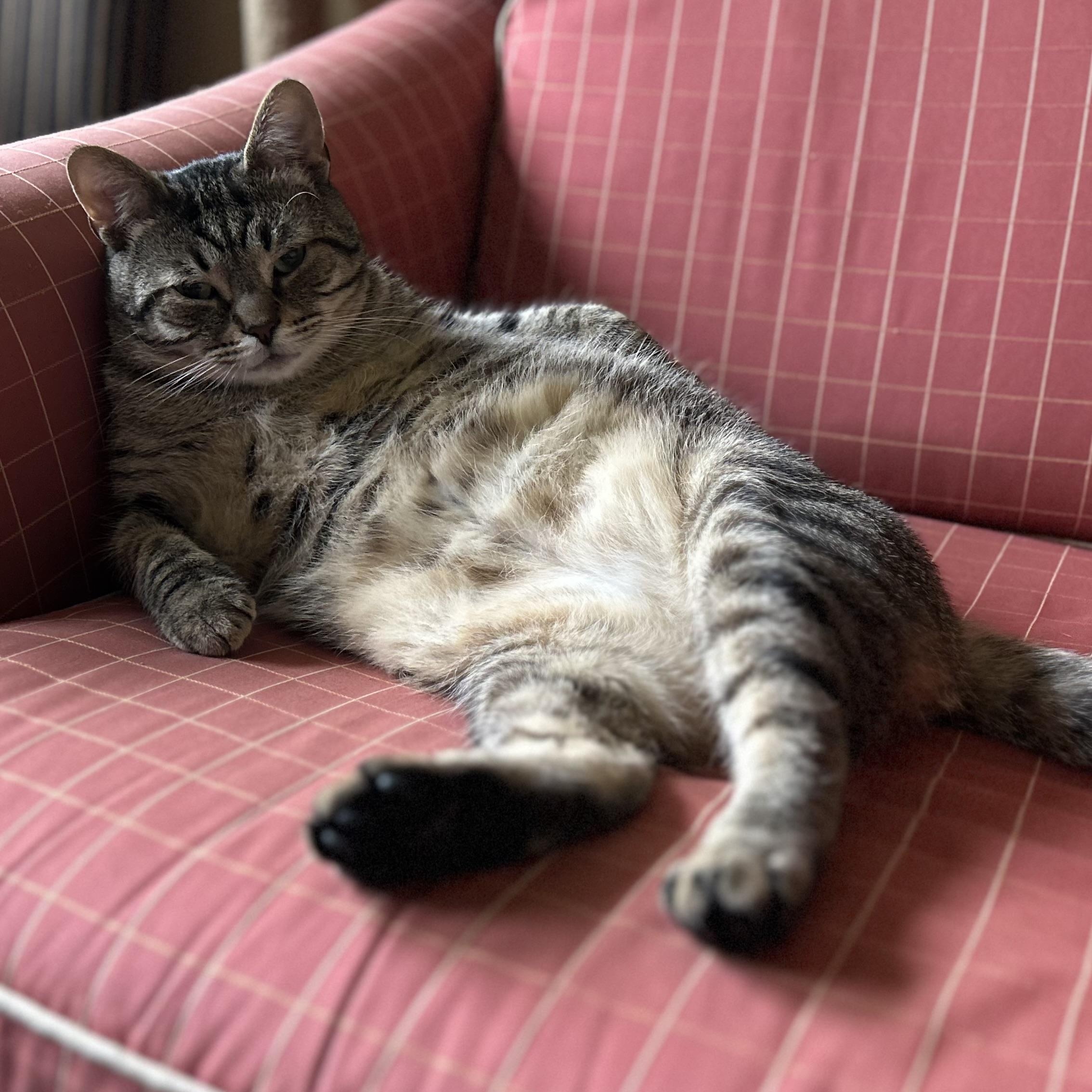 Alfie, ADOPTABLE, Adult Male Domestic Short Hair.