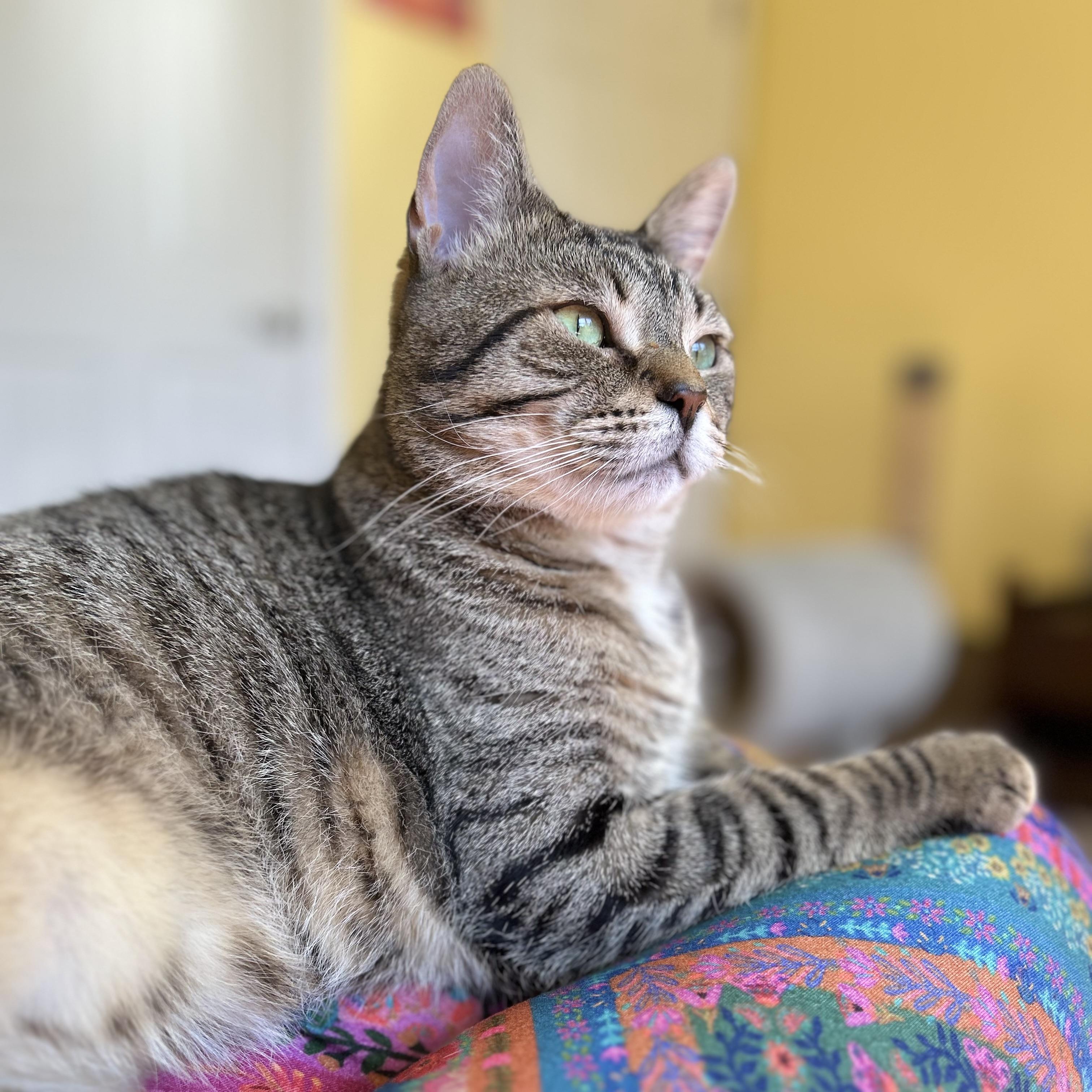 Alfie, a ADOPTABLE Domestic Short Hair in Norwalk, CT image 6/6
